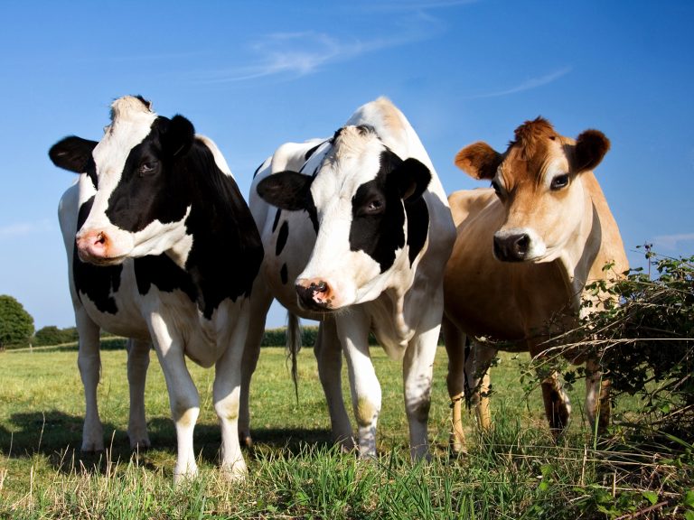 Reprodução de bovinos reunirá time de especialistas durante simpósio em Porto Alegre